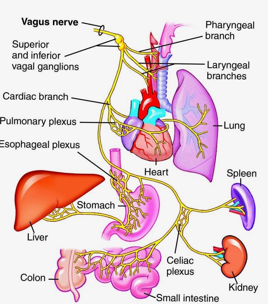 Sonic Auricular Therapy Training $89-$495