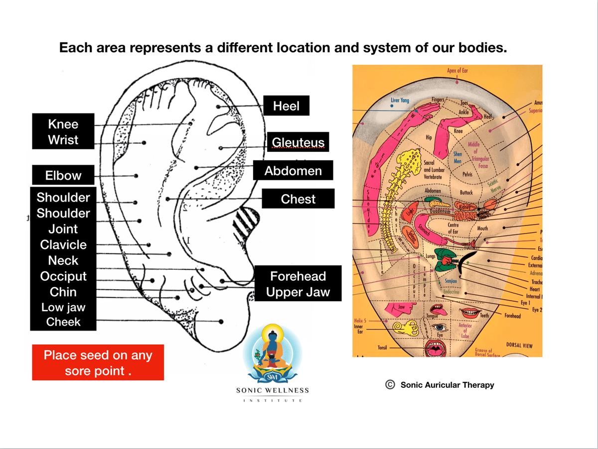 Sonic Auricular Therapy Training $89-$495